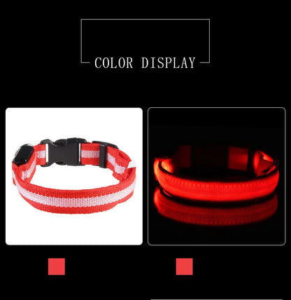 Luminous Safety Dog Leash & Collar